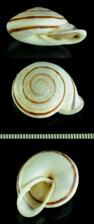 カドマルセンベイマイマイ Obba bigonia small