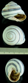 クロオビオウシュウマイマイ Cepaea vindobonensis small