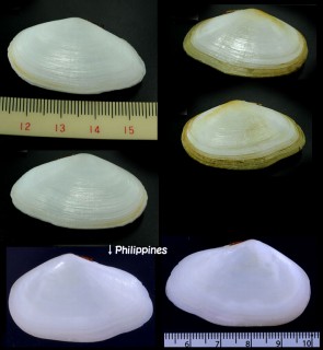 ヘラサギガイ Tellinides timorensis small