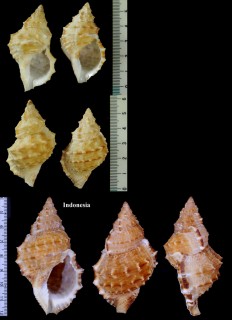 ヒロクチウネボラ Korrigania awatii small
