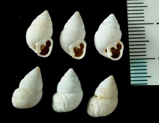 ウルフトウガタマイマイ Naesiotus wolfi small