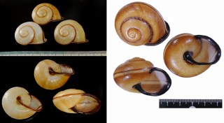 パラワンナンバンマイマイ　(仮称) Mesanella palawanica small