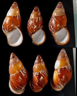サメハダタケノコマイマイ Chrysallis aspersa small