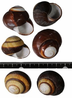 バーチオシャレマイマイ Calocochlia roissyana bartschi small