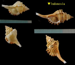 ハイイロボラ Cymatium thersites small