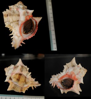 ボタンガンゼキボラ Phyllonotus brassica small