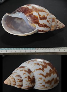 イナズマアフリカマイマイ (仮称) Achatina schweinfurthi small
