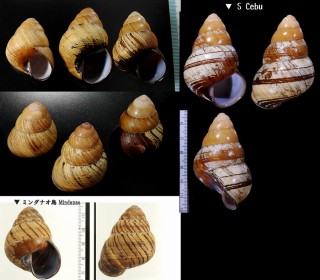 クリスジゴシキマイマイ Helicostyla daphnis small