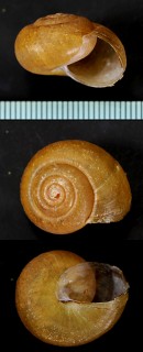 トサビロウドマイマイ Nipponochloritis tosanus small