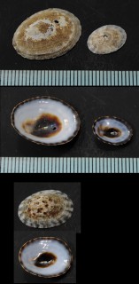 シロガイ Lottia pelta small
