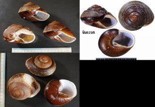 ダイオウマイマイ Ryssota otaheitana small