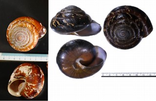 カドバリエンママイマイ Ryssota quadrasi small