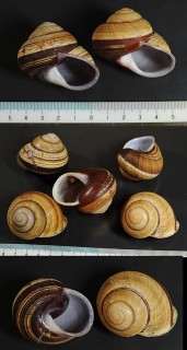 ボホールカスリマイマイ Calocochlia pan small