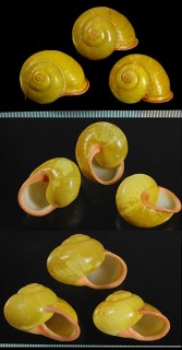 キイロオマツリマイマイ Calocochlia chrysocheila small