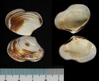 ウネエゾシラオ Astarte elliptica small