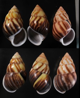 フアセマレーマイマイ Amphidromus perversus emaciatus small