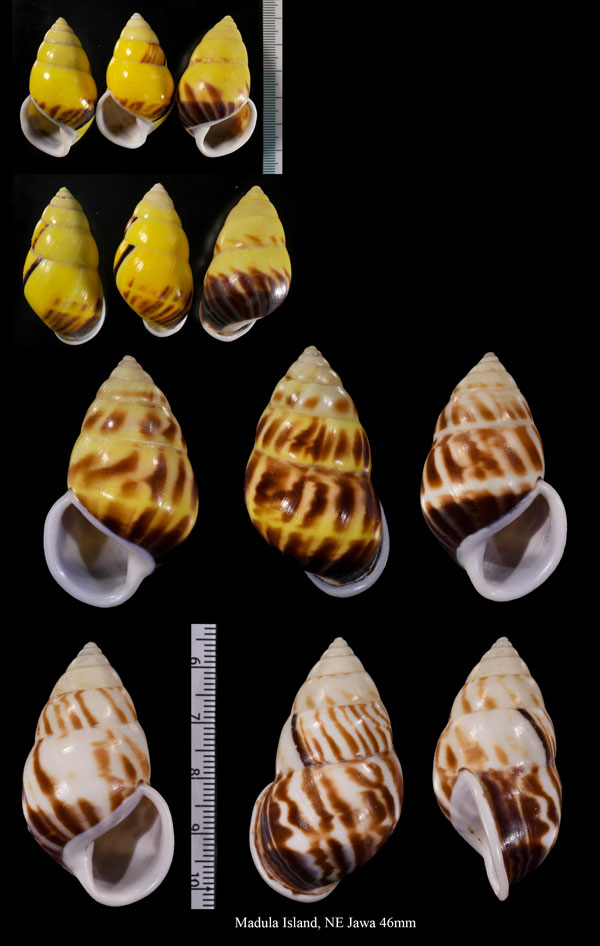 サルタンマレーマイマイ　(仮称) Amphidromus perversus sultanus small