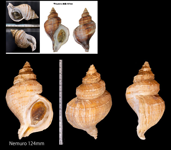 ウスムラサキエゾボラ Neptunea purpurea small