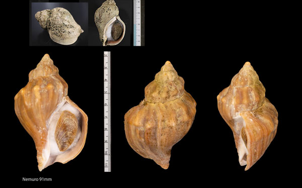 ヒメエゾボラ Neptunea arthritica small