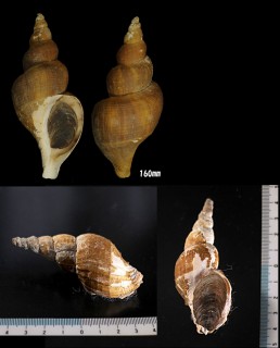ヒメナガバイ Beringius frielei small