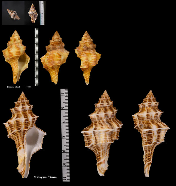 リュウキュウツノマタ Latirus polygonus small