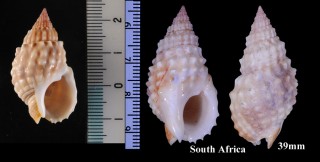 サメムシロ Nassarius papillosus small