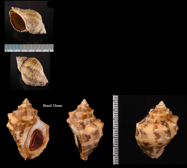 フロリダクチベニレイシ Thais haemastoma floridana small