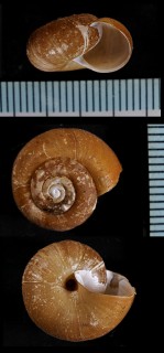 オオスミビロウドマイマイ Nipponochloritis osumiensis small