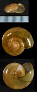 シコクベッコウ Bekkochlamys sp. small