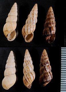 デンドライトオカカクタニシ (仮称) Bostryx dendritis small