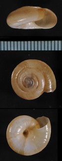 ウスグチベッコウの一種04 Oxychilus meridionalis small