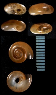 ツヤコハクガイ (仮称) Aegopinella nitidula small