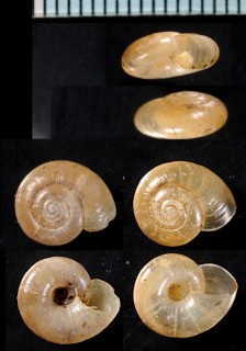 ミノルコハク (仮称) Aegopinella minor small