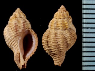トゲヨウラク Ocinebrina aciculata small