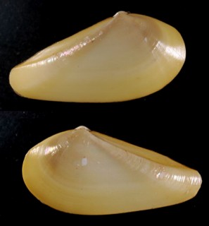 ロウバイ Nuculana robai small