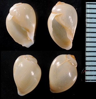 アフリカのヒラマキガイの仲間02 Bulinus tropicus small