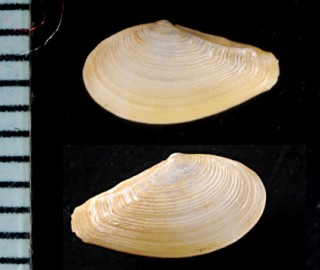 ホッキョクシワロウバイ Nuculana minuta small
