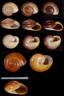 トメアタチバナマイマイ Xesta tomiana small