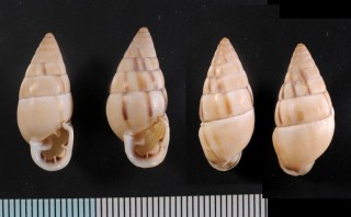 ブラジルアラハダマイマイ (仮称) Cyclodontina brasiliensis small