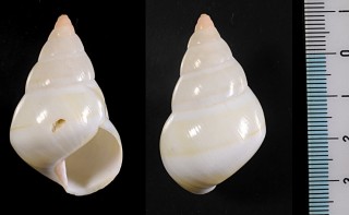 クリイロイトヒキマイマイ (仮称) Liguus fasciatus castaneofasciatus small