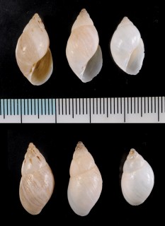 アメギノミカンマイマイ (仮称) Peronaeus ameghinoi small