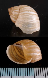 アポデメツトウガタマイマイ (仮称) Bulimulus apodemetes small