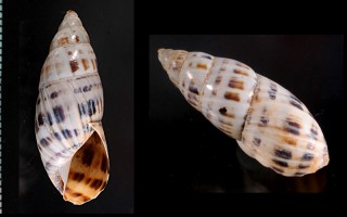 セレンディンミカンマイマイ (仮称) Drymaeus celendinensis small