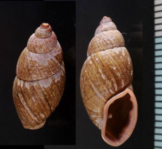 オニグチギセルの仲間03 ブラジル Macrodontes simplex small