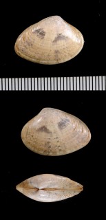 フロリデラハマグリ (仮称) Pitaria floridella small