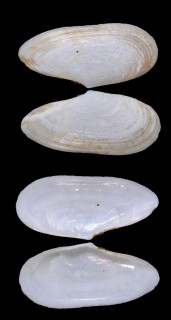ニッコウガイの仲間 アルゼンチン Tellina petitiana small