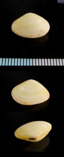 ゴシキザクラ Loxoglypta obliquistriata small