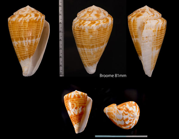キツネイモ Conus trigonis small
