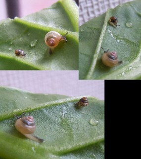 マルシタラガイ Parasitala reinhardti small