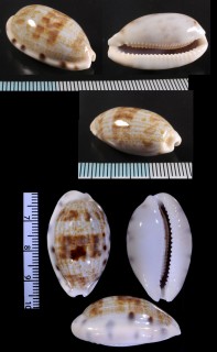 アリスンエダカラ Talostolida pellucens pellucens small